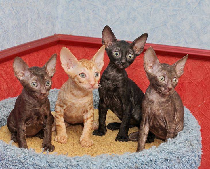 Корниш-рекс — порода кошек просто сказочная! + фото
