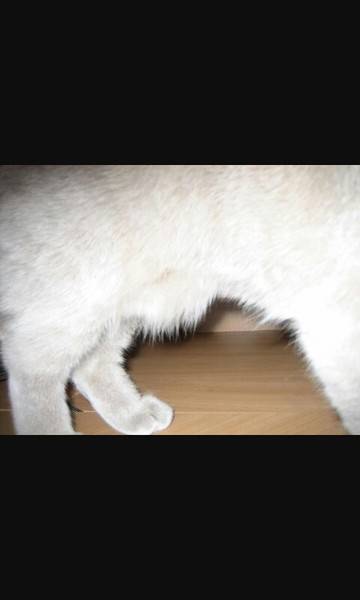 Почему у котенка висит кожа на животе. мифы и заблуждения. естественный мешок на животе у британской кошки