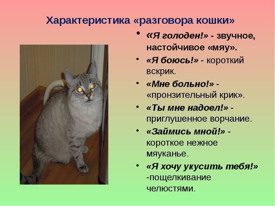 Почему кошка шипит на хозяина человека? почему коты шипят на хозяина? кошка шипит на ребенка