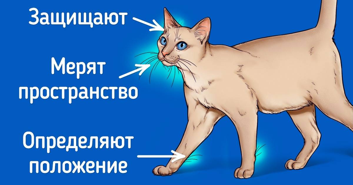 5 причин, почему у кота, кошки или котенка ломаются и выпадают усы