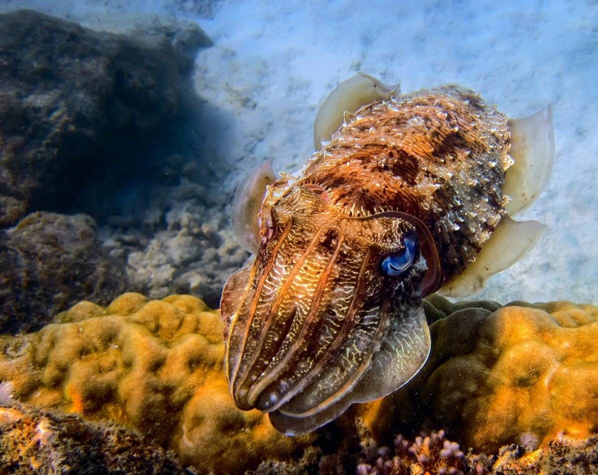 Морские головоногие моллюски. Каракатица моллюск. Гигантская австралийская каракатица. Моллюск красное море каракатица. Головоногие каракатица