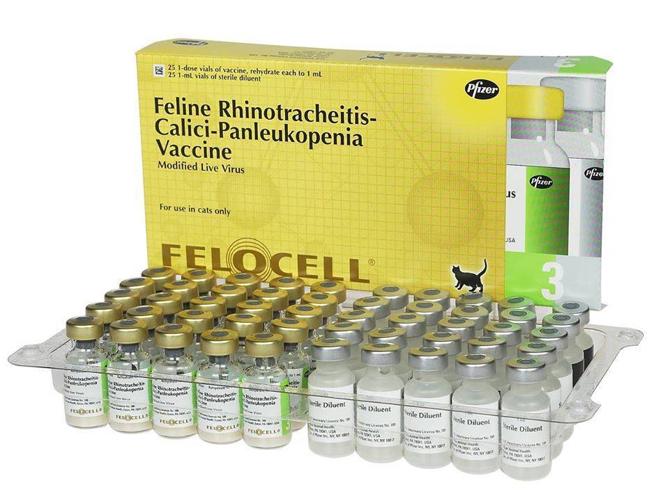 Фелоцел: вакцина для кошек, отчего защищает, схема вакцинации, особенности и последствия