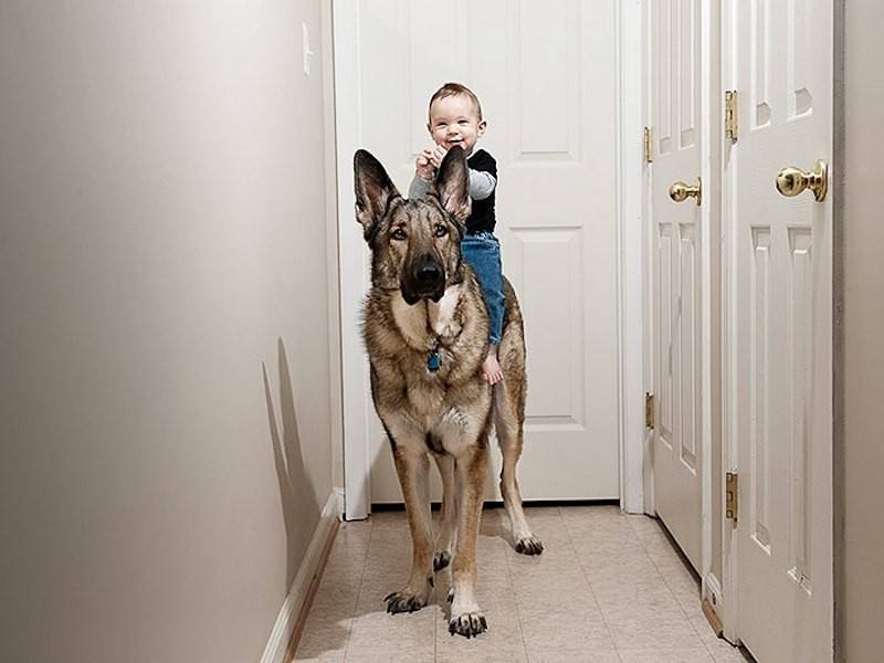 Какую породу собак лучшке заводить в квартире для начинающего или ребенка