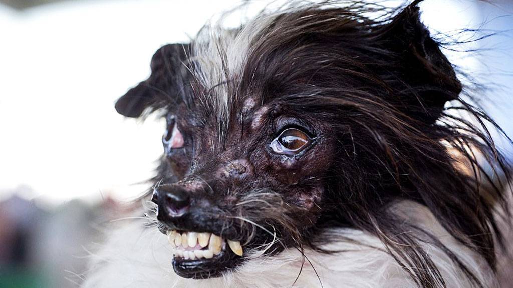 Топ-10 самых страшных пород собак в мире