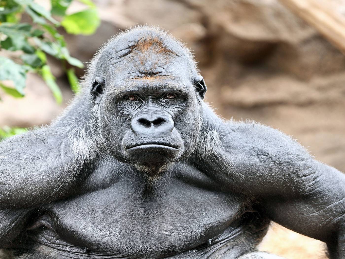Сила удара гориллы в килограммах. мощь и безобидность | интересные факты