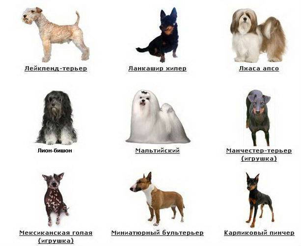 Гладкошерстные породы собак: подробные список с фото и названиями