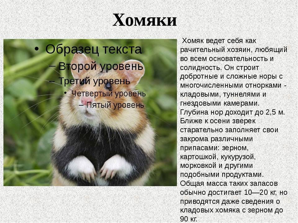 Хомяки: правила по уходу, советы выбора, фото, особенности
