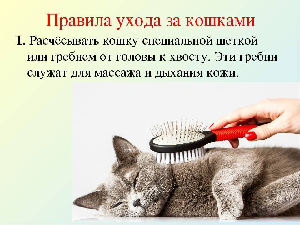 Правильный уход за шерстью собаки: чем расчесывать и как вычесать колтуны?