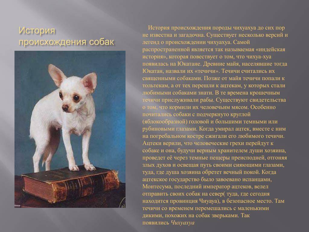Все о собаке мини чихуахуа * описание породы, уход и содержание