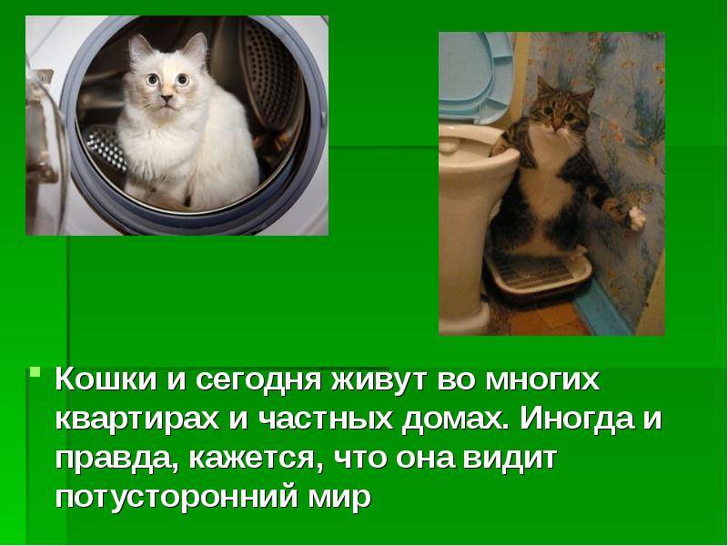 Правда о том, как видят кошки наш мир