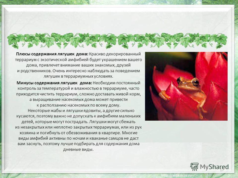 Лягушка в домашних условиях
