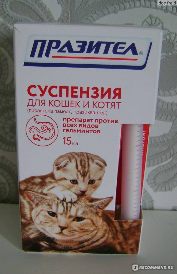 Как часто "глистогонить" кошку, если она домашняя, для профилактики, сколько раз давать таблетки?