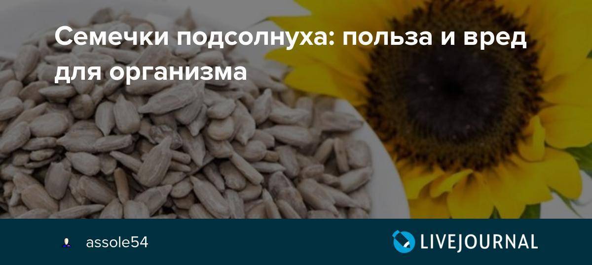 Можно ли попугаям есть семечки подсолнуха?  что тебе нужно знать! — амалама | питомцы | животные | собаки | кошки