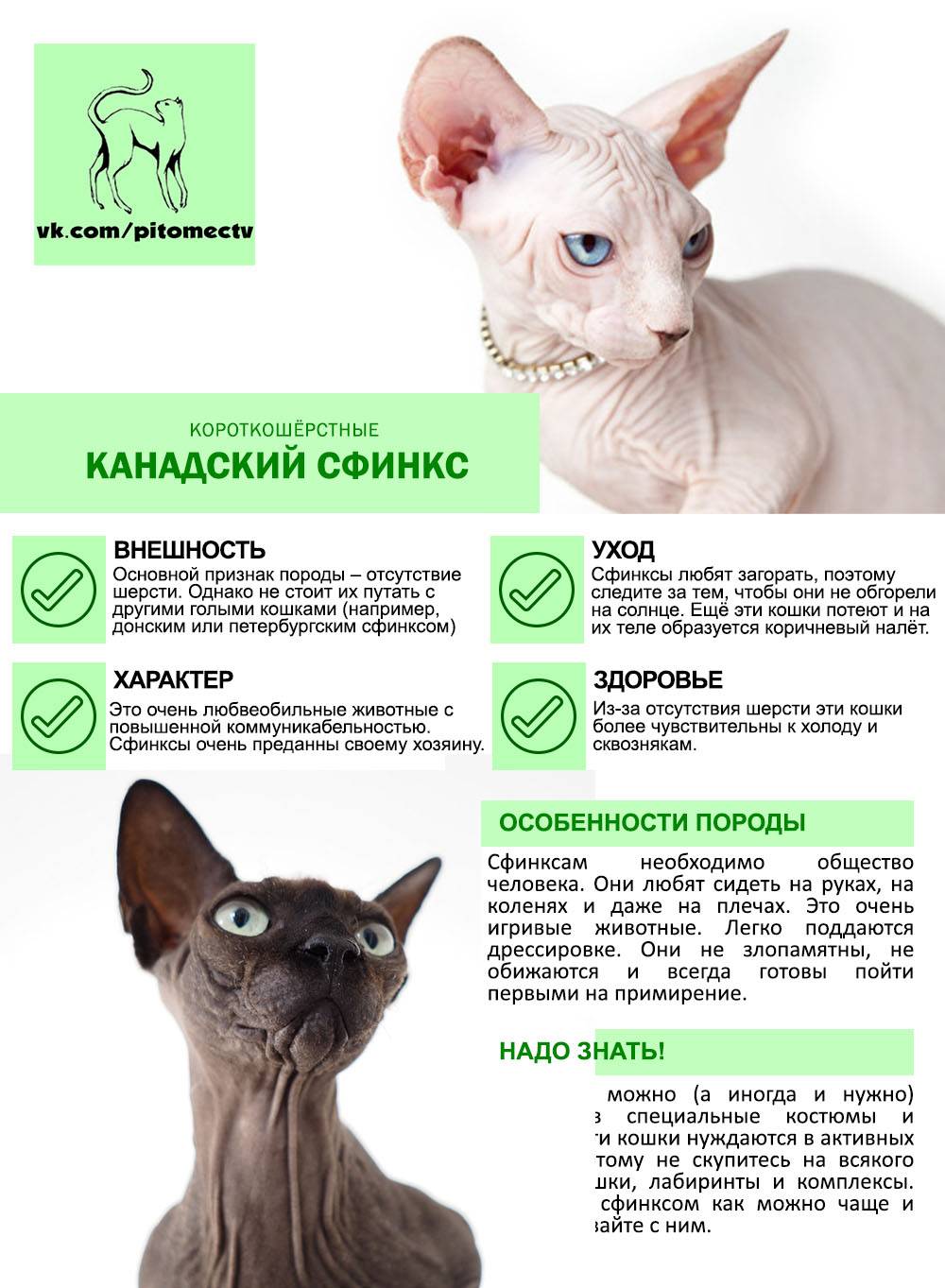 Вязка сфинксов в первый раз