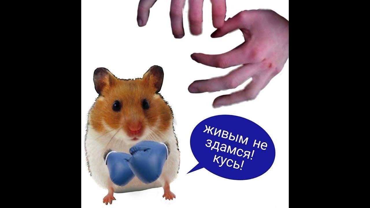 Что делать если укусил хомяк и как уберечь себя от 6 опасных заболеваний