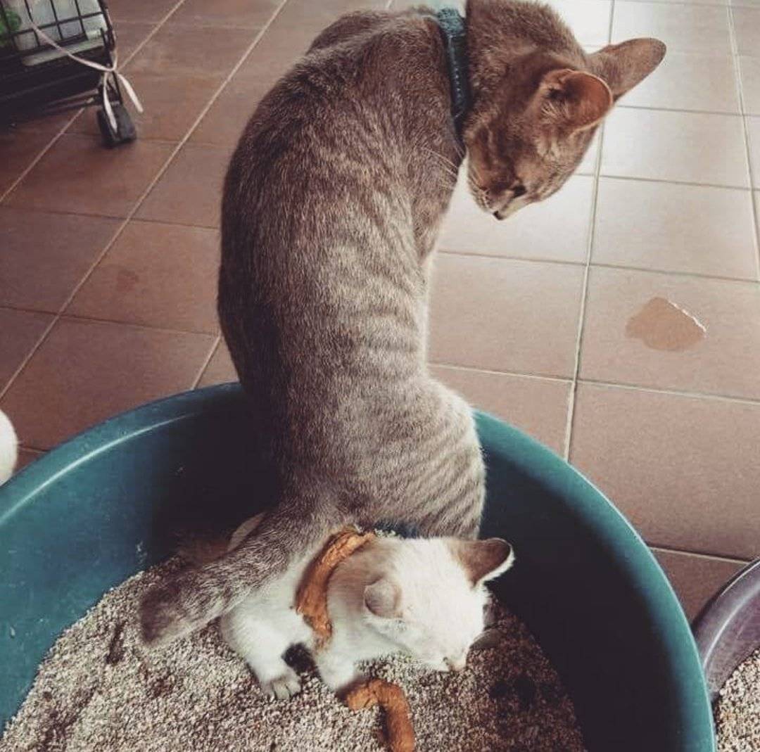 Как понять, что котенок хочет в туалет?