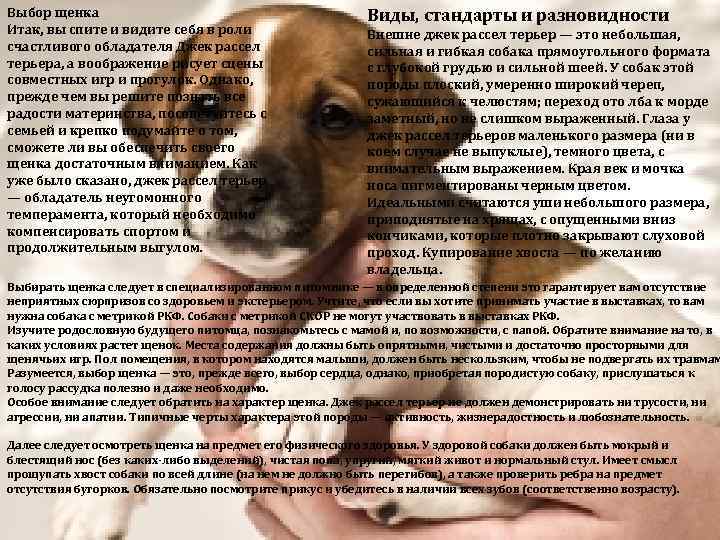 Встречайте пуми, новую породу собак с большим количеством энергии: мои животные — сайт эксперта по животным — howmeow