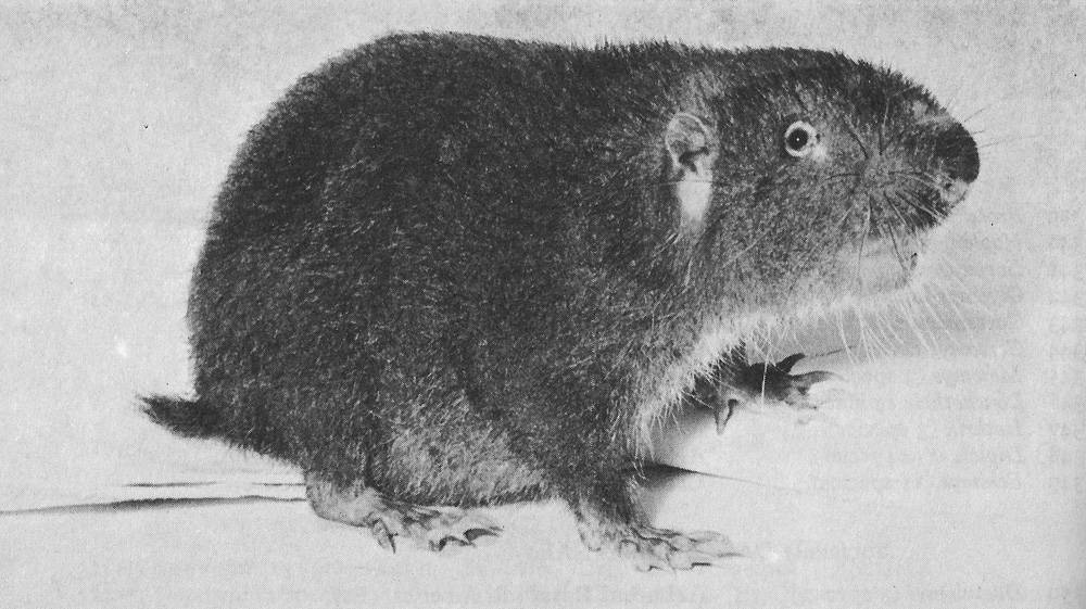 Аплодонтия / aplodontia rufa