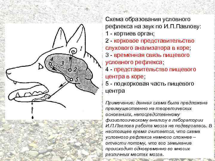 Слюнотечение на фоне нервного срыва - повод обратиться к врачу