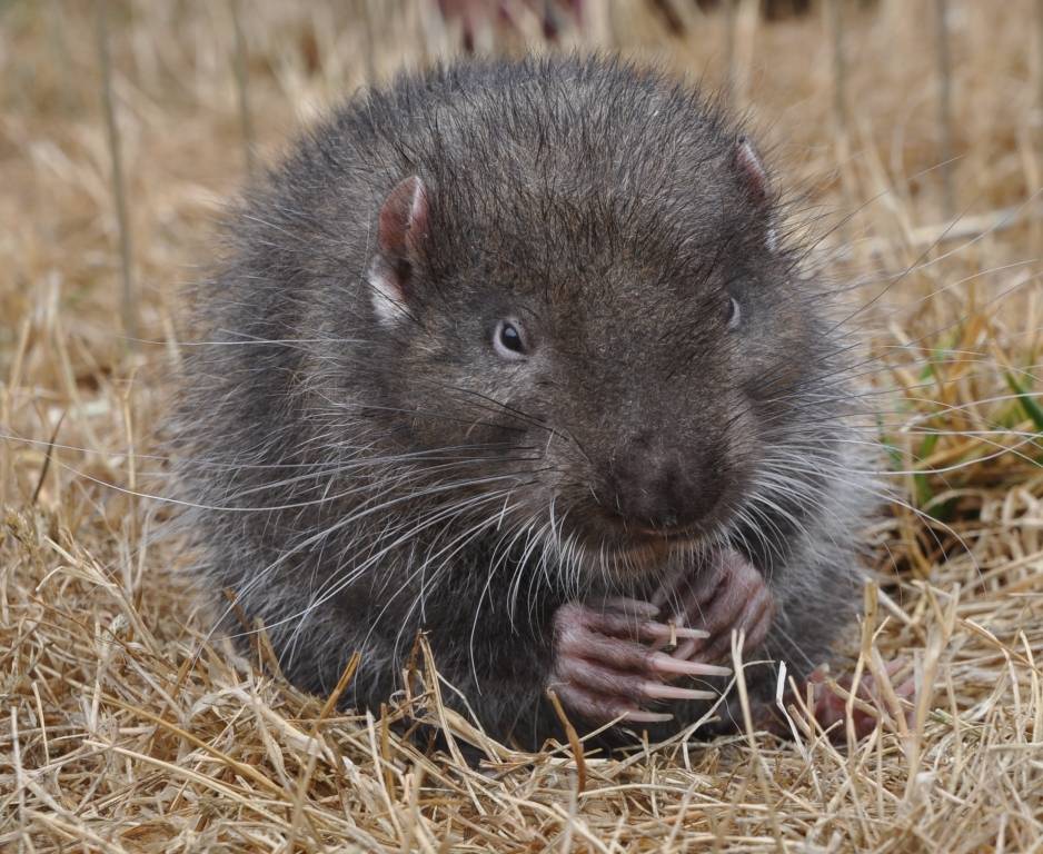 Паукообразная обезьяна (лат. аtelidae)