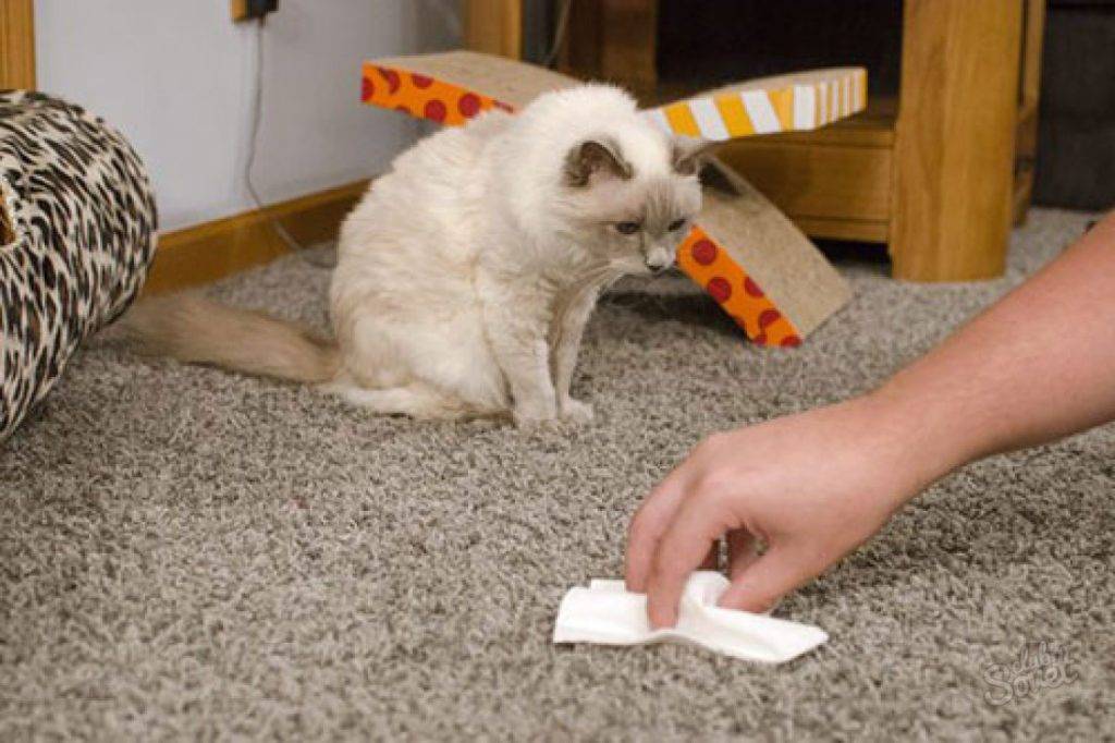 Кот метит в доме: причины, что делать, как отучить
