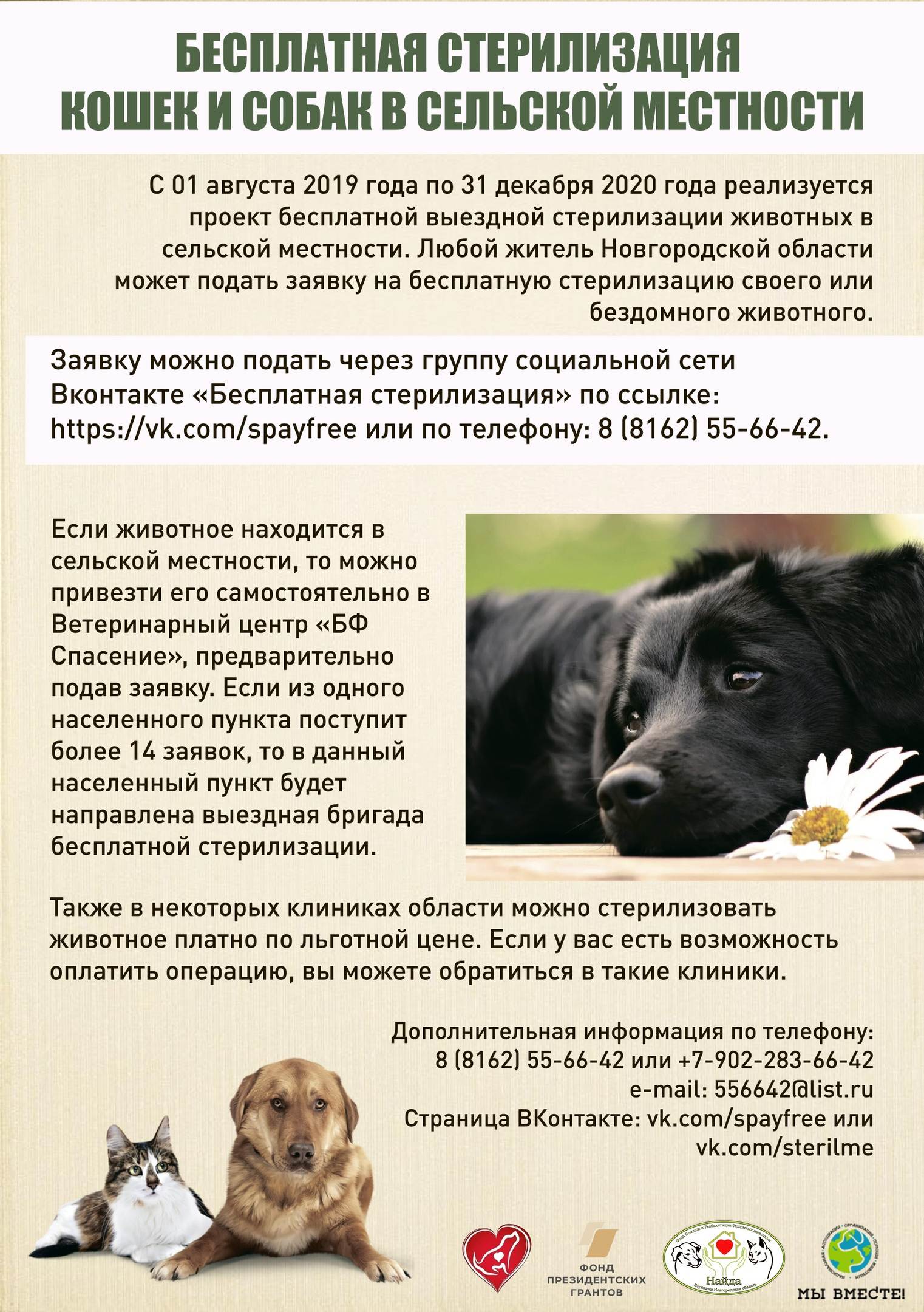 5 плюсов и 3 минуса стерилизации собаки