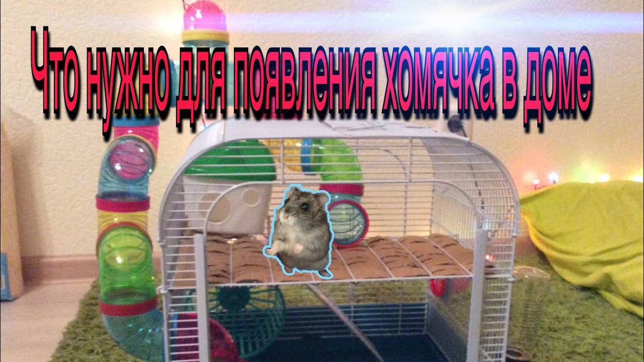 Всё, что нужно для хомяка в клетке: список аксессуаров