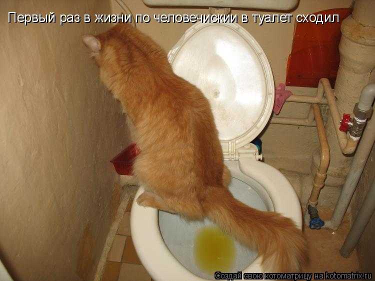 Что делать, если кот часто писает