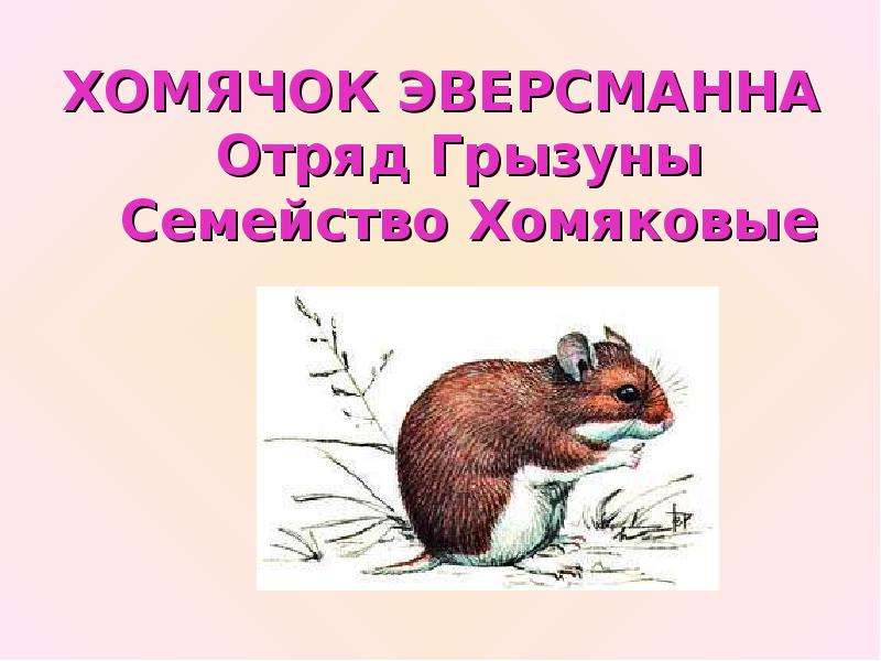 Млекопитающие животные астраханской области — список, краткое описание и фотографии