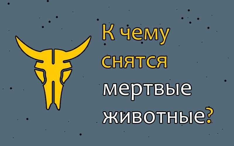К чему снится  кот во сне — по 90 сонникам! если видишь во сне кот что значит?