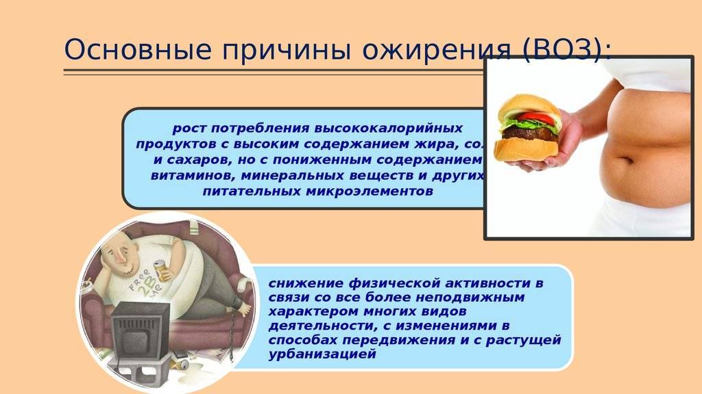 Ожирение у кошек