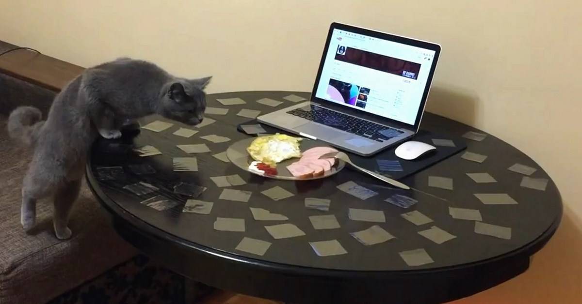 Как отучить котёнка прыгать и лазить по столам — видео, как отучить кота ходить по столу или сидеть на столе, как скотчем отучить кошку воровать еду со стола