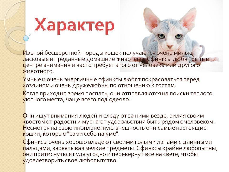 Объединяющее разнообразие беспородных котов