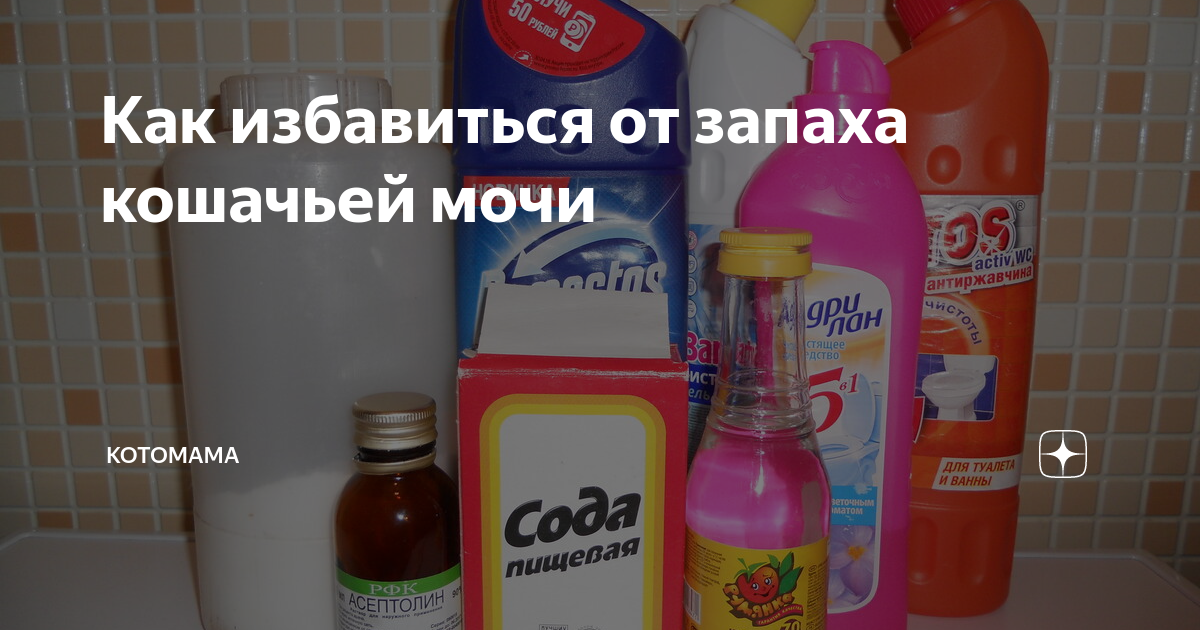 Кошачья моча: способы вывести запах из квартиры - дом и хозяйство