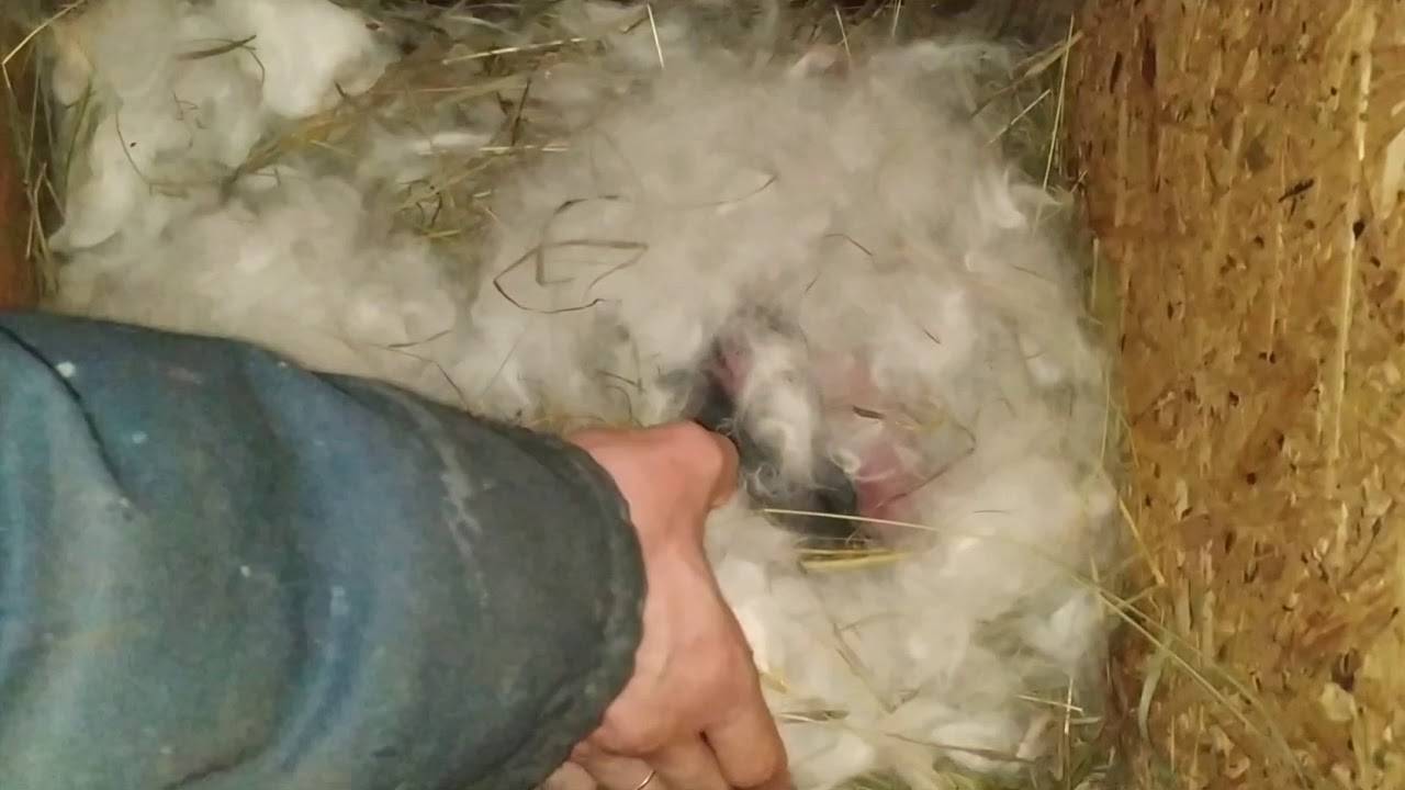 Крольчиха не покрывается причины и что делать