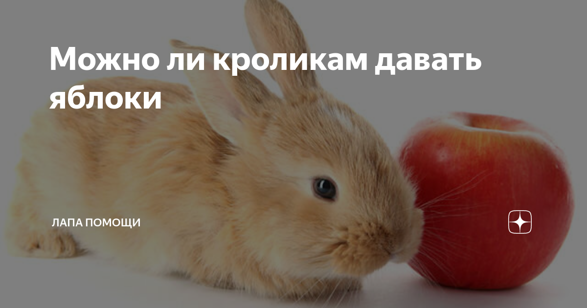 Можно ли давать кроликам яблоки: какие фрукты едят и кушают ли груши?