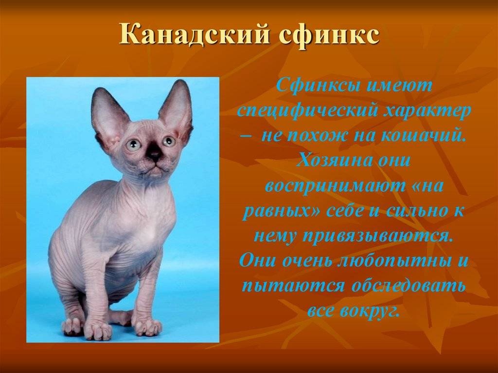Характер канадского сфинкса: уход и содержание кошки без шерсти, описание породы, чем кормить - zoosecrets