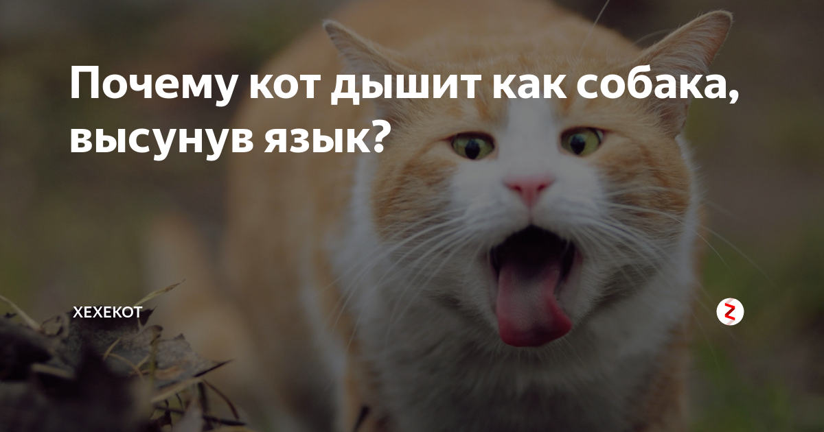 Кошка часто дышит ртом. Кот дышит высунув язык. Котик вздыхает. Кот дышит ртом с высунутым языком. Котенок высунул язык и часто дышит.