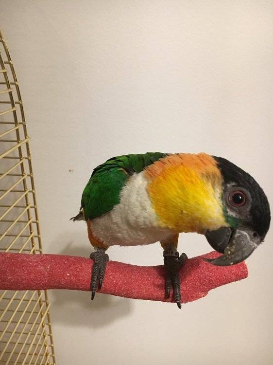 (обновлено) попугай каик: общая информация о виде, содержание и размножение в домашних условиях