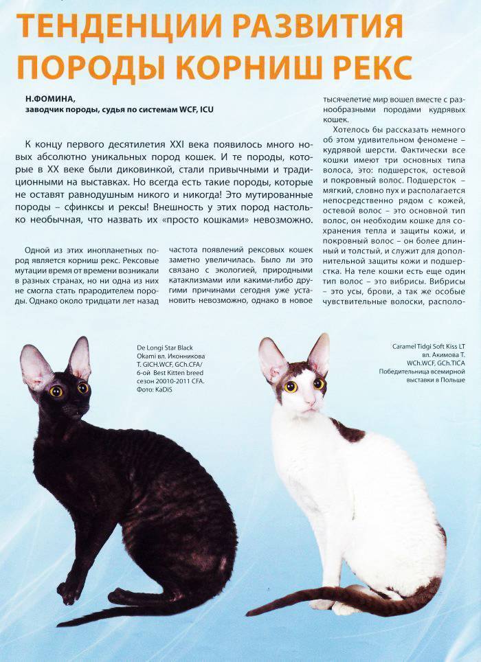 Корниш рекс: описание породы кошек, характер, окрасы, чем кормить, уход и содержание, фото - zoosecrets