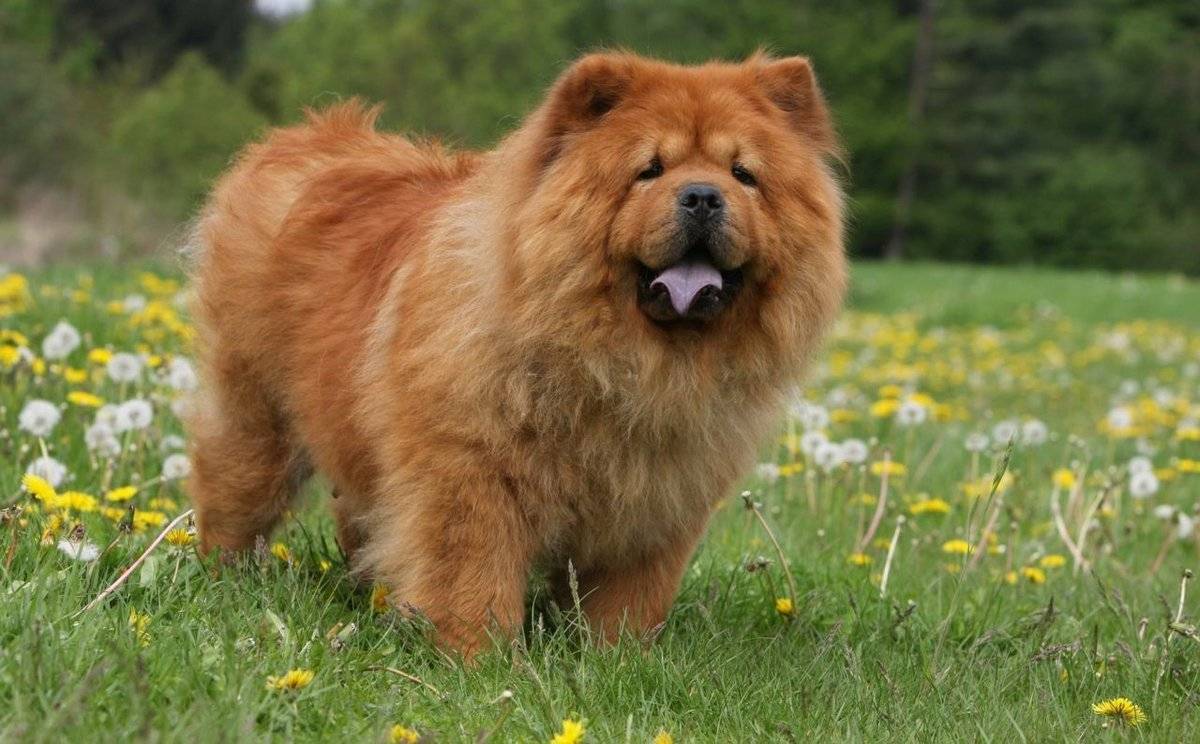 Собака с фиолетовым языком порода фото