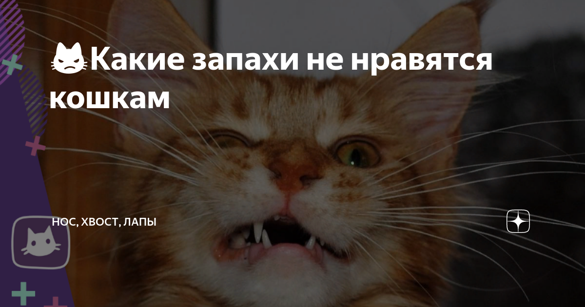 Какой запах не любят кошки: отпугивающие ароматы
