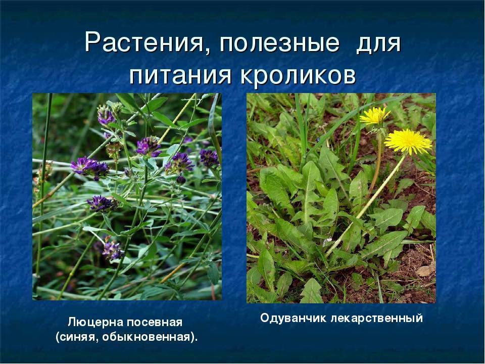 Какую траву нельзя давать кроликам, трава для кроликов (фото)