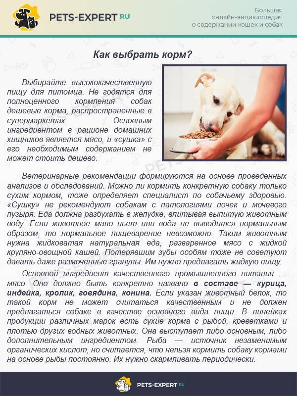 Можно ли давать кошке собачий корм – сухой или влажный, что будет, если кормить им кота?