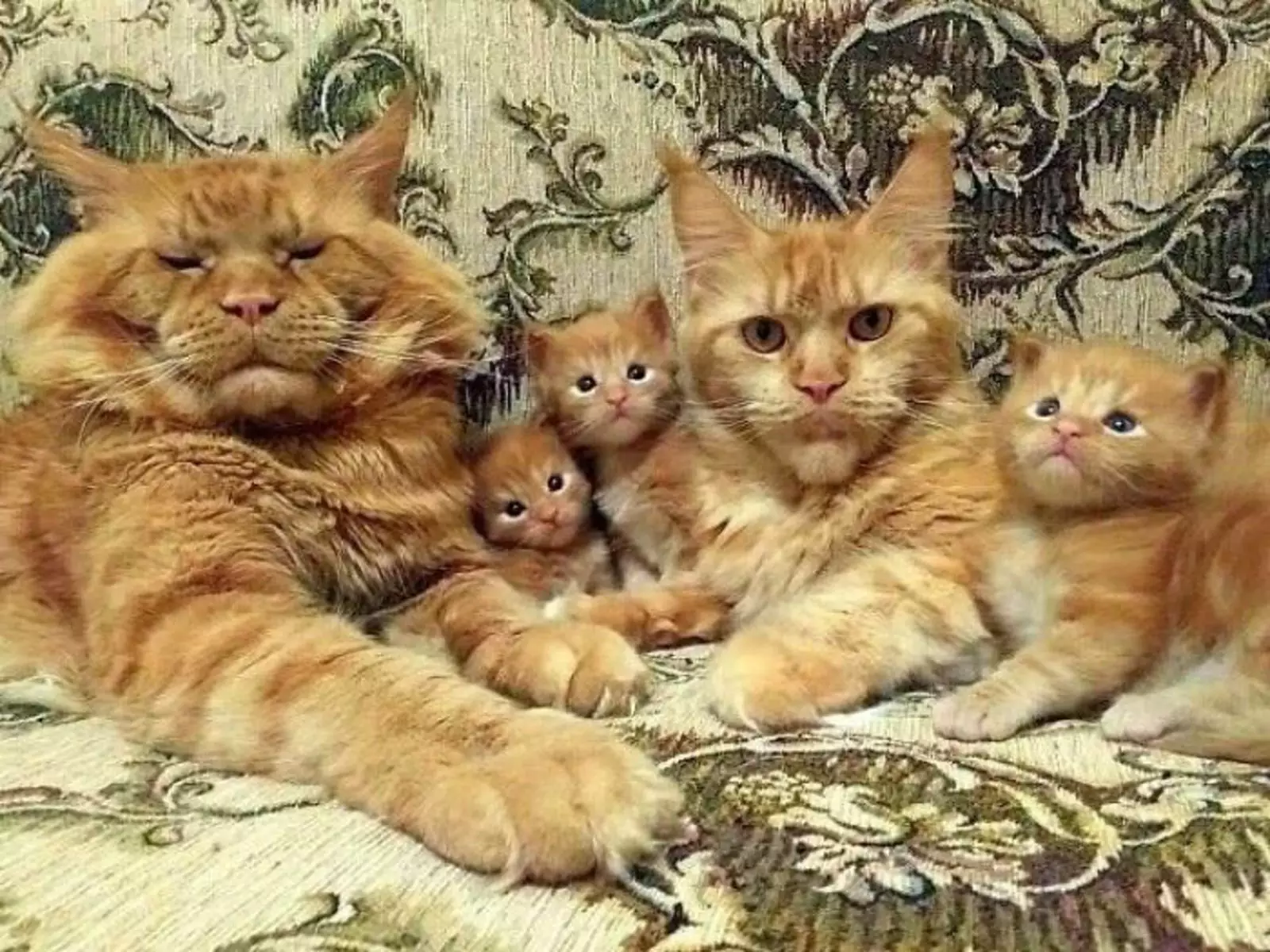 Породы пушистых и гладкошерстных рыжих котов с фотографиями и названиями, характер и особенности кошек такого окраса
