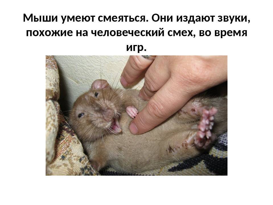 Домашняя крыса издаёт странные звуки: хрюканье, стрекотание, как голубь, при дыхании, носом, как лечить