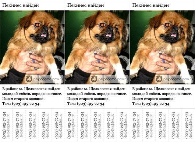 Пекинес: особенности породы, характер, уход и питание, вязка.