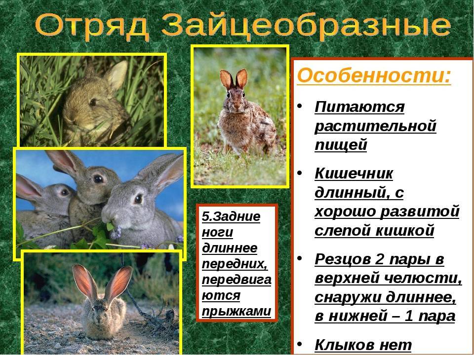 Грызуны: список видов с названиями