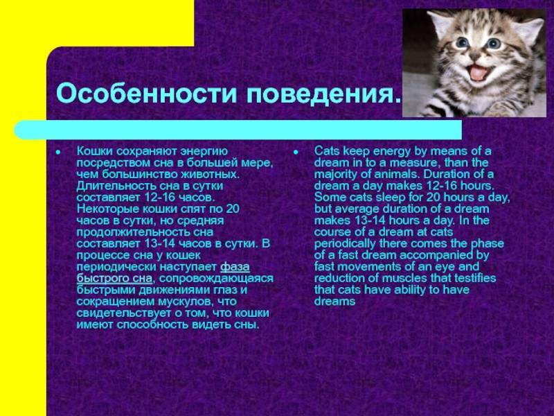 Почему котёнок спит весь день?