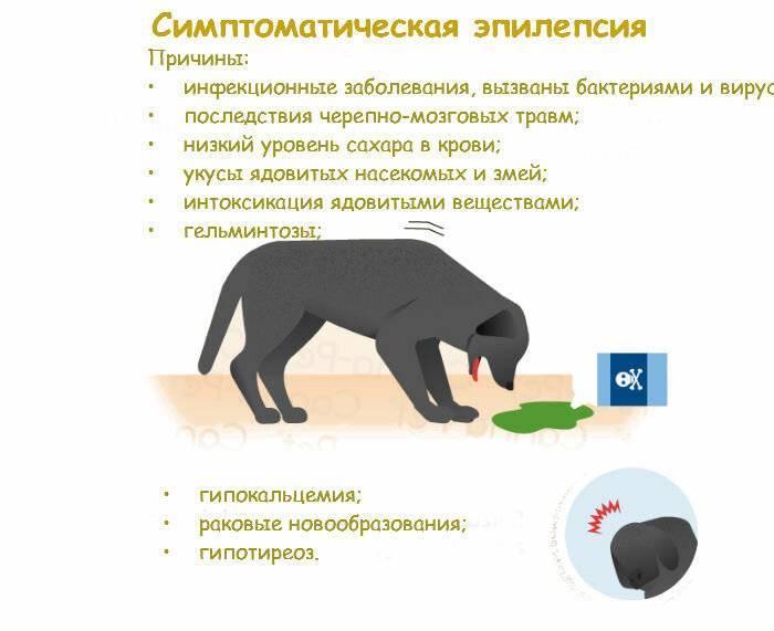 Отравление у кошки: признаки и первая помощь